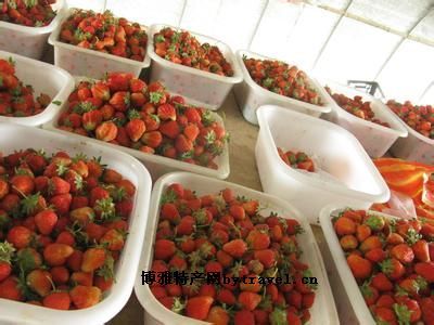 大口草莓，河南洛阳特产大口草莓图文介绍
