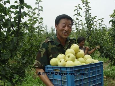 博望坡黄金梨，河南南阳特产博望坡黄金梨图文介绍