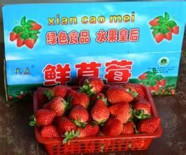 代庄草莓，河南商丘特产代庄草莓图文介绍