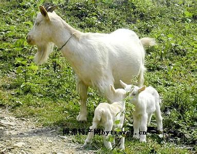 淮阳槐山羊，河南周口特产淮阳槐山羊图文介绍