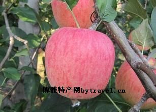 二仙坡苹果，河南三门峡特产二仙坡苹果图文介绍