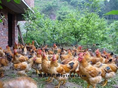 广水土鸡，湖北随州市特产广水土鸡图文介绍