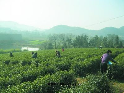 沼山茶叶，湖北鄂州市特产沼山茶叶图文介绍