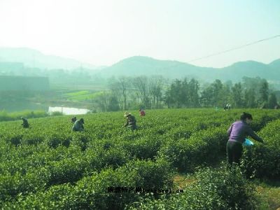 沼山茶叶图文介绍