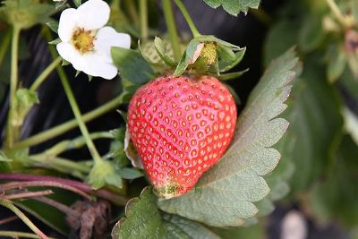 杜山草莓，湖北鄂州市特产杜山草莓图文介绍