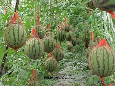 蒲团西甜瓜，湖北鄂州市特产蒲团西甜瓜图文介绍