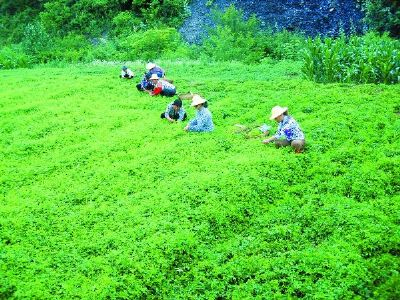 房县绞股蓝，湖北十堰市特产房县绞股蓝图文介绍