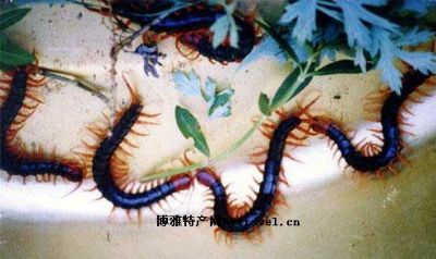 红头蜈蚣，湖北随州市特产红头蜈蚣图文介绍