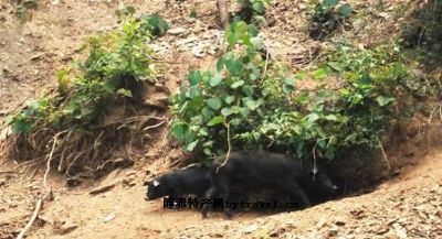 襄阳黑猪，湖北襄阳市特产襄阳黑猪图文介绍