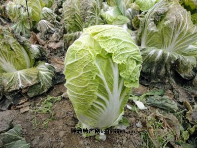 襄阳白菜，湖北襄阳市特产襄阳白菜图文介绍