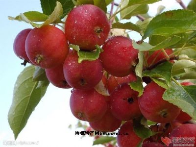 襄阳花红图文介绍