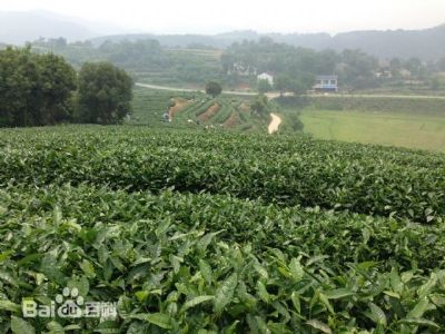 观音湖绿茶，湖北孝感市特产观音湖绿茶图文介绍