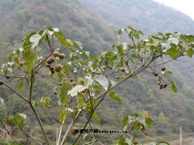 景阳桐，湖北十堰市特产景阳桐图文介绍