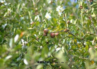 枣阳油茶，湖北襄阳市特产枣阳油茶图文介绍