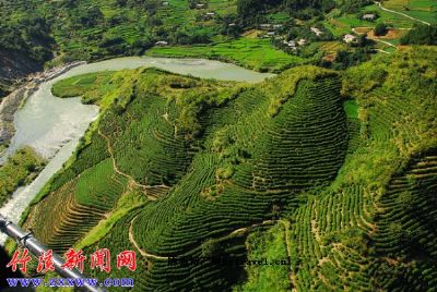 竹溪贡茶，湖北十堰市特产竹溪贡茶图文介绍