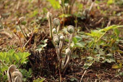 鹤峰薇菜图文介绍