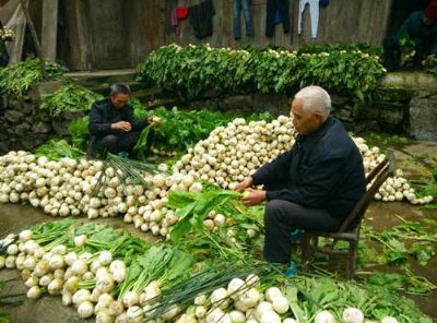 来凤大头菜，湖北恩施州特产来凤大头菜图文介绍