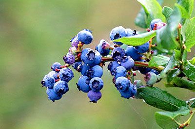 保康高山蓝莓，湖北襄阳市特产保康高山蓝莓图文介绍
