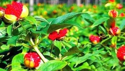 伏龙山七叶一枝花,湖北十堰市特产伏龙山七叶一枝花图文介绍
