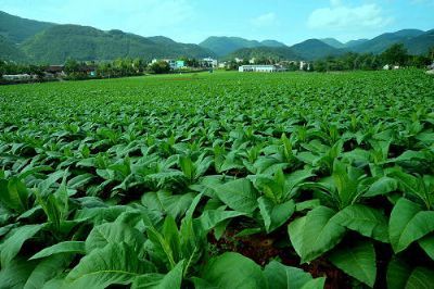 街河市烟叶，湖北荆州特产街河市烟叶图文介绍