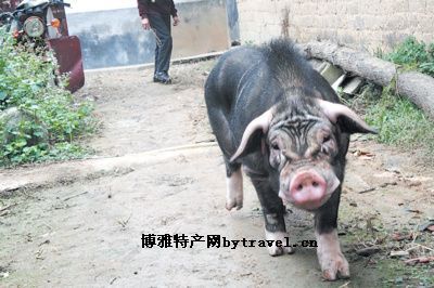 罗代黑猪，湖南长沙特产罗代黑猪图文介绍