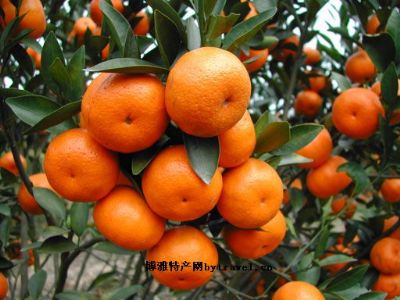 对塘坪柑橘图文介绍