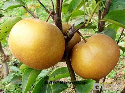 大崇金秋梨,湖南怀化特产大崇金秋梨图文介绍