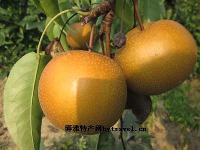 大围山梨图文介绍