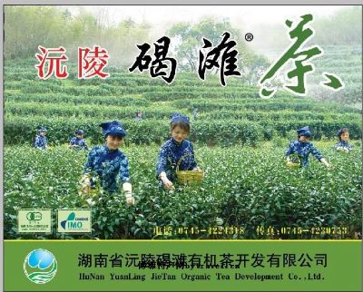 沅陵碣滩茶，湖南怀化特产沅陵碣滩茶图文介绍