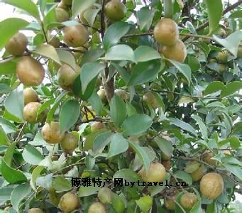 花垣油茶,湖南湘西州特产花垣油茶图文介绍