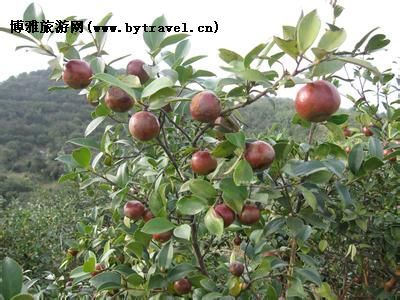 桂阳油茶,湖南郴州特产桂阳油茶图文介绍