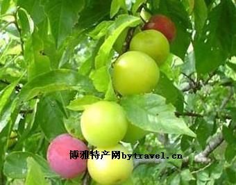 汝城奈李,湖南郴州特产汝城奈李图文介绍