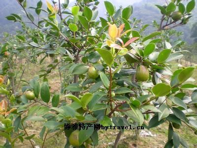 东安油茶图文介绍