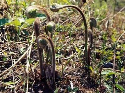 新田山野菜，湖南永州特产新田山野菜图文介绍