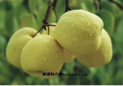 宁远水晶梨,湖南永州特产宁远水晶梨图文介绍