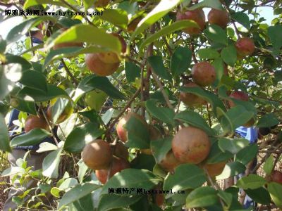 耒阳油茶图文介绍