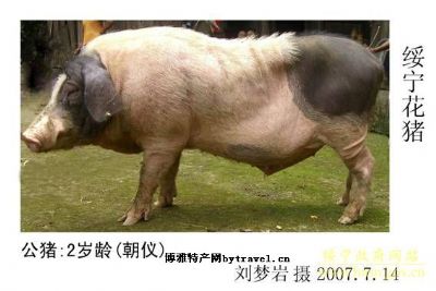 绥宁花猪,湖南邵阳特产绥宁花猪图文介绍