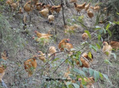 永茂土鸡，湖南湘西州特产永茂土鸡图文介绍