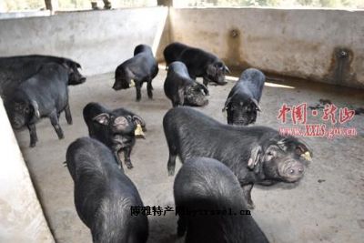 湘西黑猪，湖南湘西州特产湘西黑猪图文介绍