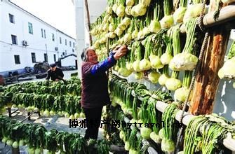 震泽大头菜，江苏苏州特产震泽大头菜图文介绍