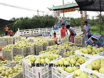 大沙河白酥梨，江苏徐州特产大沙河白酥梨图文介绍