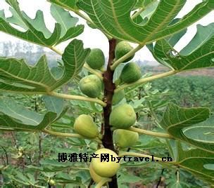 句容无花果图文介绍