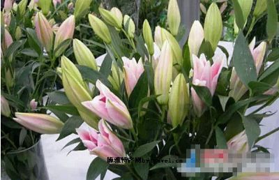 双店百合花图文介绍