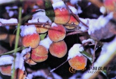 徐州冬桃,江苏徐州特产徐州冬桃图文介绍