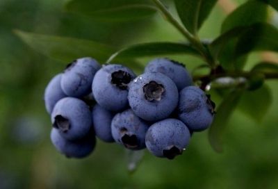 六步山蓝莓，江苏南京特产六步山蓝莓图文介绍