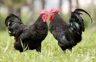 如东狼山鸡,江苏南通特产如东狼山鸡图文介绍