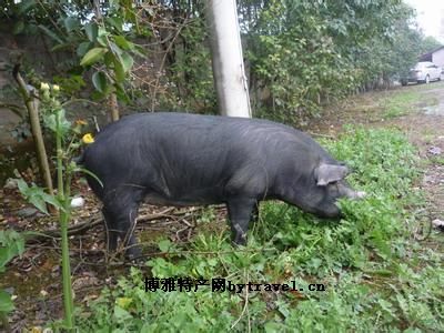 玉山黑猪，江西上饶特产玉山黑猪图文介绍