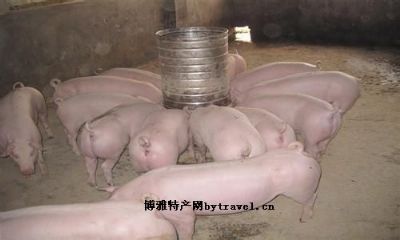 南昌白猪,江西南昌特产南昌白猪图文介绍