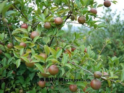 芦溪油茶，江西萍乡特产芦溪油茶图文介绍