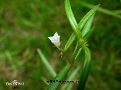 东乡白花蛇舌草，江西抚州特产东乡白花蛇舌草图文介绍